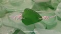 Seaglass Bangle Bracelet ~ Kelly Green from ARUBA