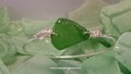 Seaglass Bangle Bracelet ~ Kelly Green from ARUBA